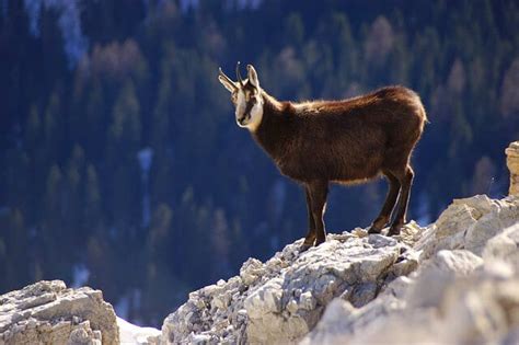 Chamois - Description, Habitat, Image, Diet, and Interesting Facts