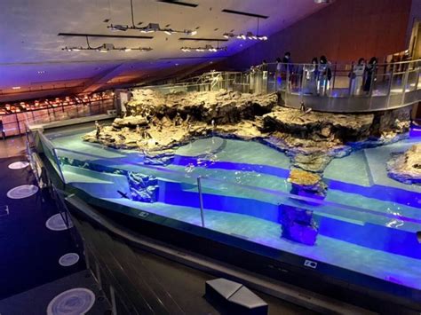 Sumida Aquarium Guide Tickets Exhibits And Tips