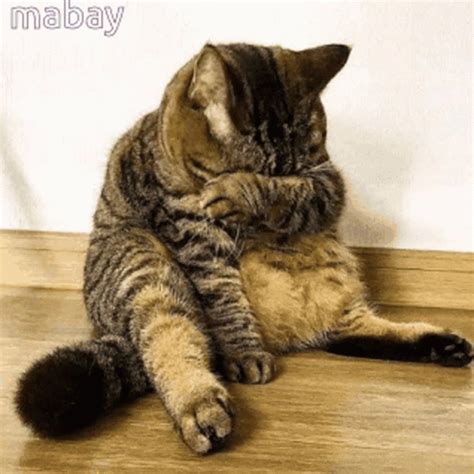 Cat Crying GIFs | GIFDB.com