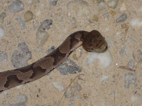 Baby Copperhead I Came Across This Little Snake At Dusk On Flickr