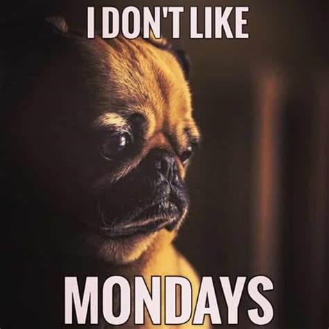 The Best Pug Memes on the Internet