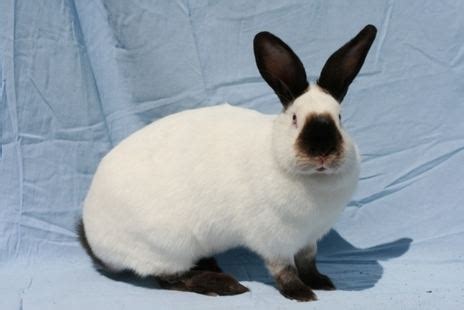 Californian rabbit - Alchetron, The Free Social Encyclopedia