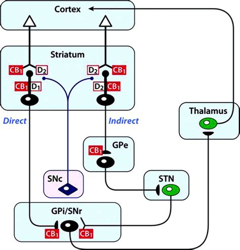 Basal Ganglia And Three Circuits Diagram Basal Ganglia