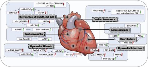 Circular RNAs As Potential Theranostics In The Cardiovascular System