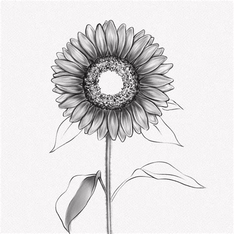 How To Draw A Sunflower A Step By Step Tutorial Artlex