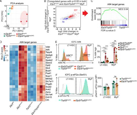 Deletion Of P53 Rescues Elongator Deficient Hematopoiesis A