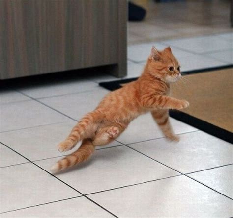 28 Animals Who Have Better Dance Moves Than You