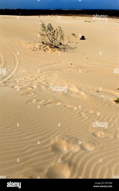 Desert Deserto Viana Boa Vista Cape Verde Islands Africa W Ste