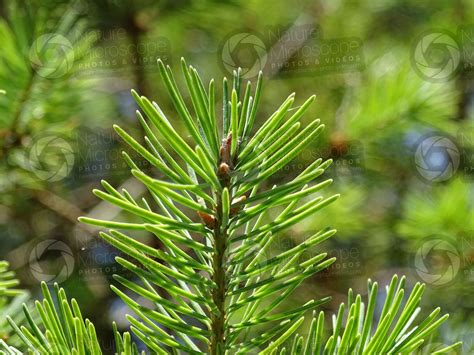 Pseudotsuga Menziesii Fastigiata Douglas Fir Leaf Leaf