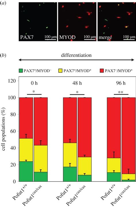 Immunostaining For PAX7 And MYOD During SCDM Differentiation A