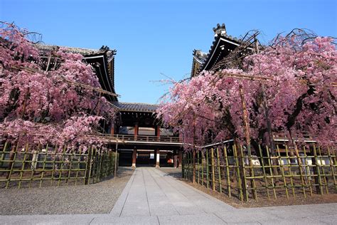 しだれ桜の隠れた名所の仏光寺 京都 桜 伽藍 風景