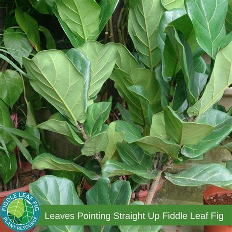 Fiddle Leaf Fig Leaves Straight Up Fiddle Leaf Fig Fiddle Fig Tree