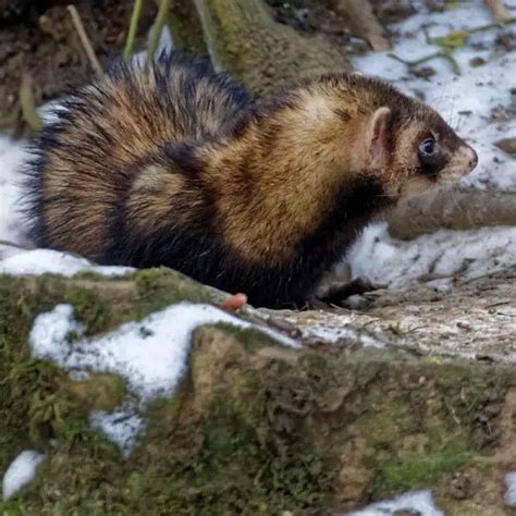 European Polecat - Facts, Diet, Habitat & Pictures on Animalia.bio