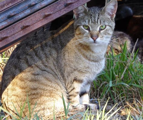 The Feral Life #Compassion Cats: Dusty Brown Tabby