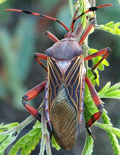 C Thasus Acutangulus F Giant Mesquite Bug Coreidae Size… Flickr