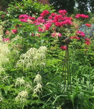 Aruncus Dioicus Goat S Beard From Pleasant Run Nursery