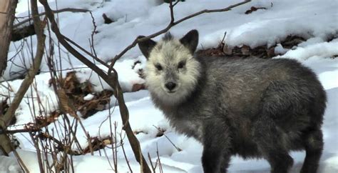 The Japanese Serow | Critter Science