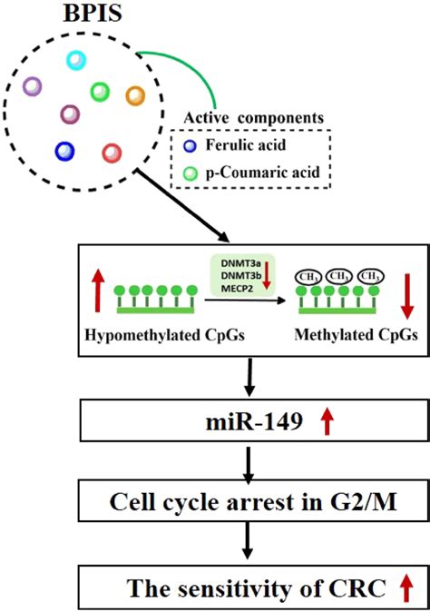 Schematic Presentation Indicates The Suggested Mechanism By Which Bpis