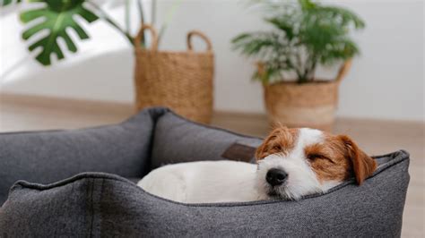 Hund im Büro so wird Dein Hund ein Bürohund