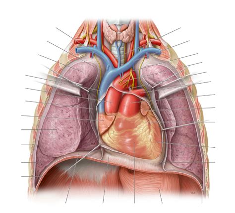 Bersicht Herz Im Thorax Von Ventral Diagram Quizlet