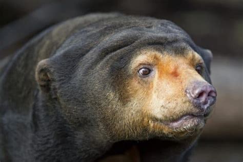 Sun Bear Animal Facts Helarctos Malayanus Az Animals