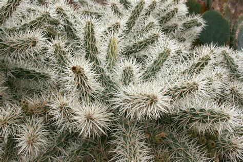 30 cactus resistentes al frío