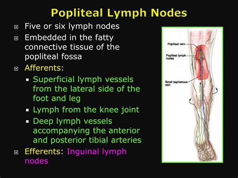 Lymph Nodes Behind Knee