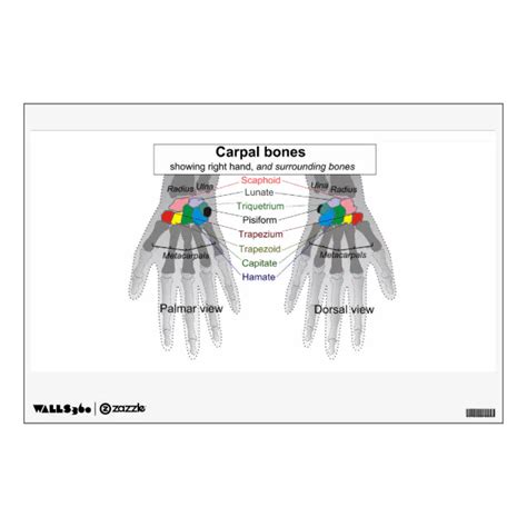 Human Carpus Bone Structure Diagram Wall Sticker | Zazzle