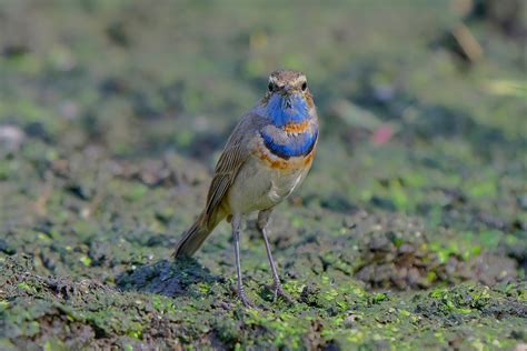 Kchak Photography Birds Passerine Bluethroat