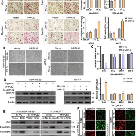 Mrpl Mediates Hypoxia Induced Emt Migration And Invasion Of Bc Cell