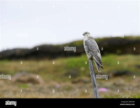 Gyrfalcon on Iceland Stock Photo - Alamy