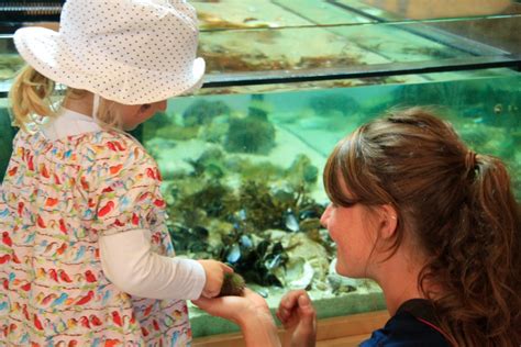 Erster Geburtstag Der Arche Wattenmeer In H Rnum Sylt Schutzstation