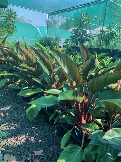 Philodendron Rojo Congo Lakeside Plants And Nursery