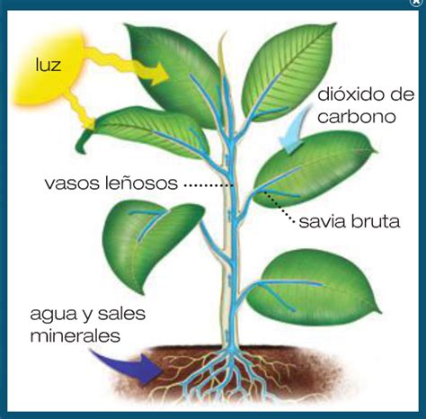 Blog De De Primaria La Nutrici N De Las Plantas