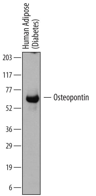 Human Osteopontin Opn Antibody Mab Bio Techne