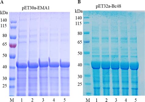 Development Of A Test Card Based On Colloidal Gold