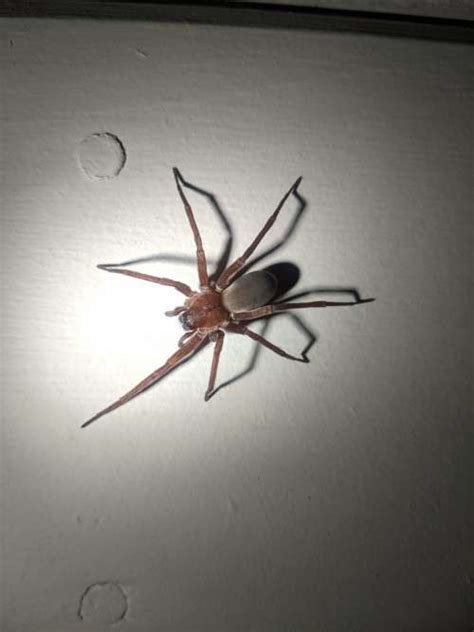 Titiotus Spider A Non Toxic Brown Recluse Look Alike Foothill Sierra Pest Control