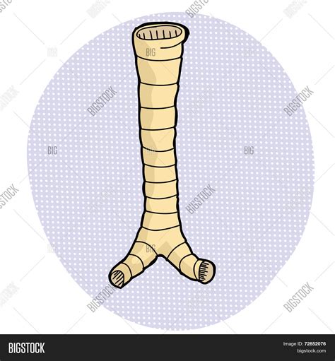 Human Trachea Drawing Vector And Photo Free Trial Bigstock