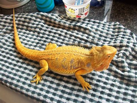 Bearded Dragon Morphs: Bearded dragon morphs