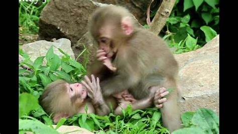 Baby monkeys playing happily - YouTube