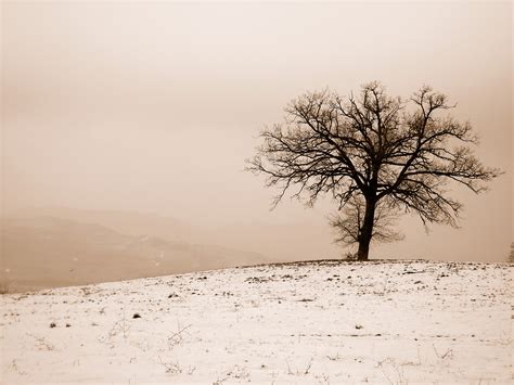 Fondos De Pantalla Rbol Invierno Cielo Nieve Planta Le Osa