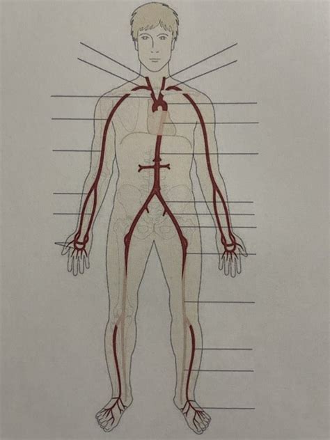 Major Arteries Diagram Quizlet