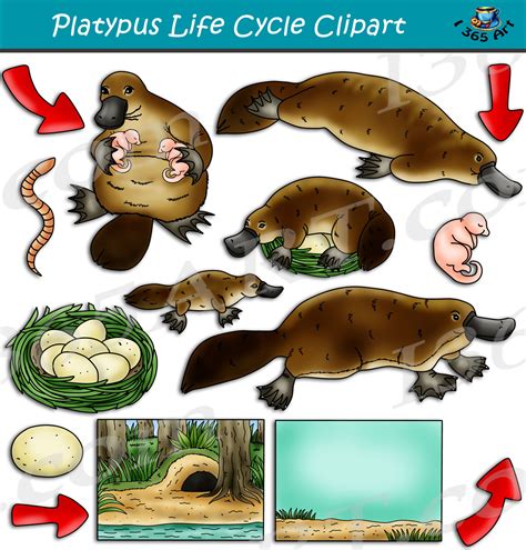 Platypus Life Cycle Clipart Set Download - Clipart 4 School