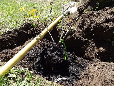 How to Dig a Hole for Planting Success