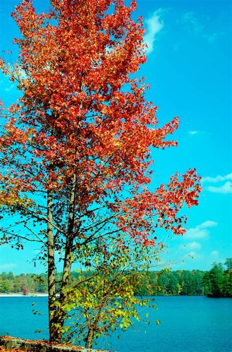 autumn foliage  stone mountain picture image