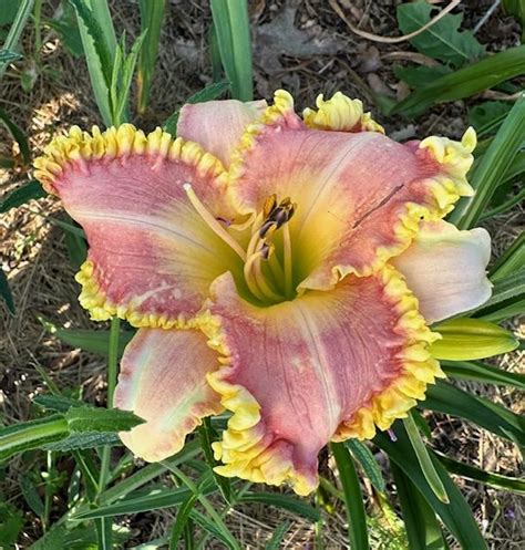 Daylily Hemerocallis Topguns Bootylicious In The Daylilies Database