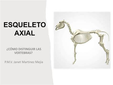 Presentacion Del Esqueleto Axial En La Materia De Osteologia