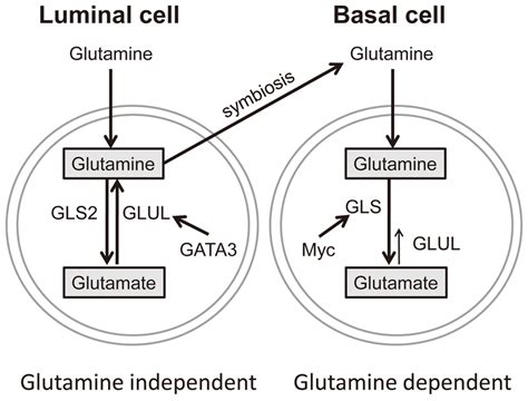 A Model Of Glutamine Metabolic Regulation In Different Breast Download Scientific Diagram