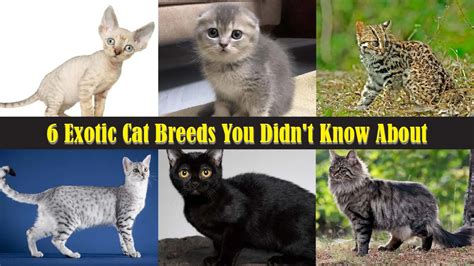 6 Exotic Cat Breeds You Didn't Know About