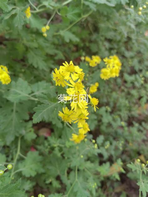 太行山中拍野菊花（实拍图片）野菊花菊花网 域名未授权